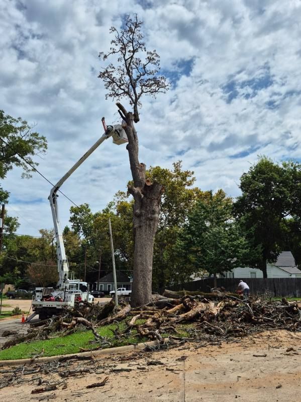 Tree being cut down by a crane in a roadside clearing, with debris piled below under a cloudy sky.