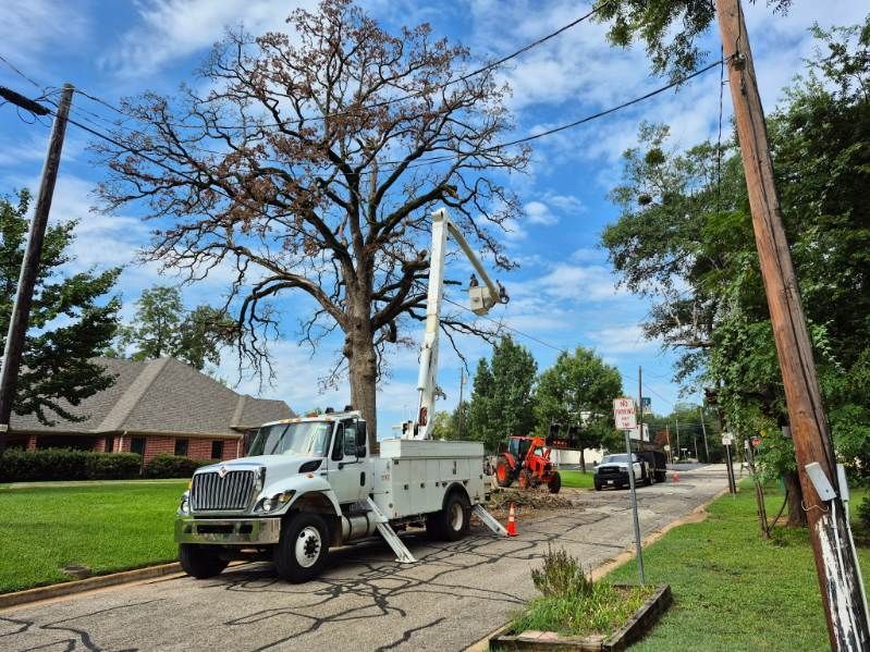 Utility truck and workers trimming a large tree along a suburban street with power lines nearby