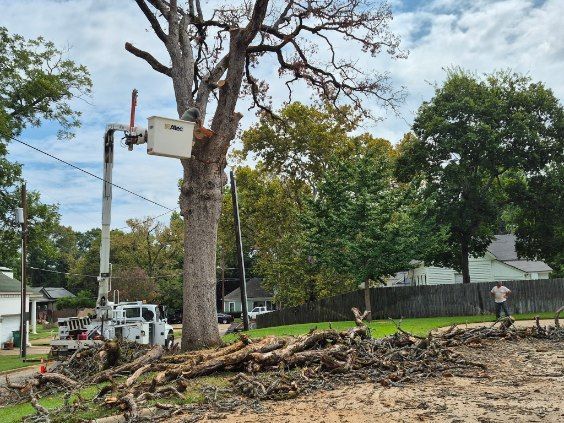 Tree service crew working on a large tree beside a road, with cut branches piled in front and trucks nearby