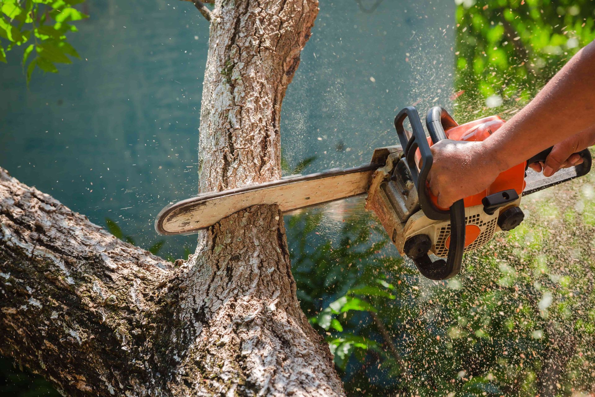 Chainsaw cutting a tree trunk outdoors, with wood chips flying