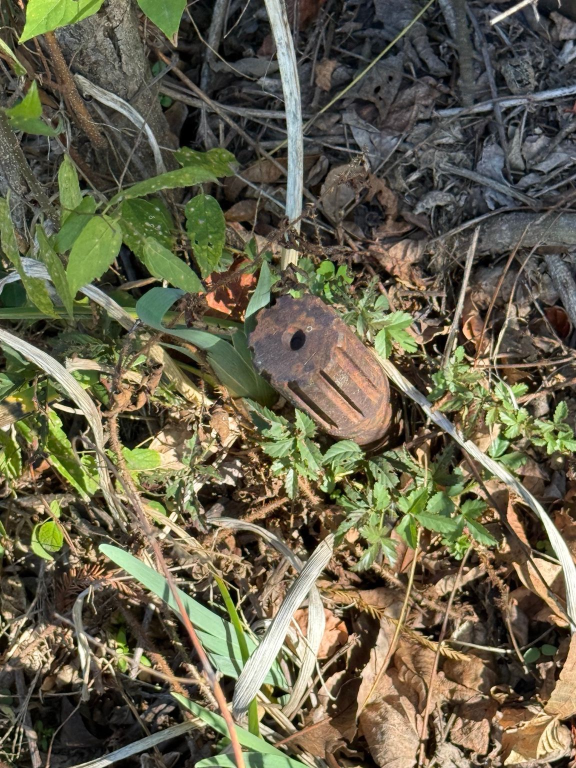 Weathered metal survey marker among woodland vegetation