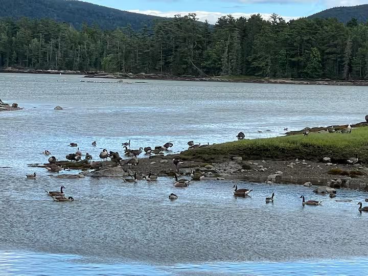 Geese and ducks gathered along a grassy lake shore with forested hills in the background