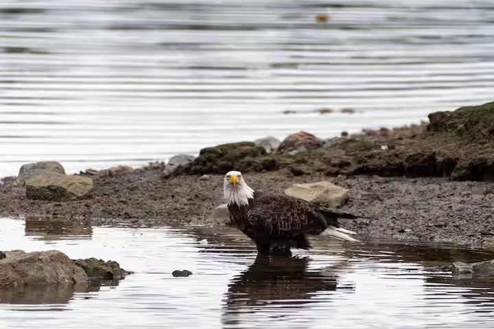 Bald eagle standing in shallow water near a rocky shoreline
