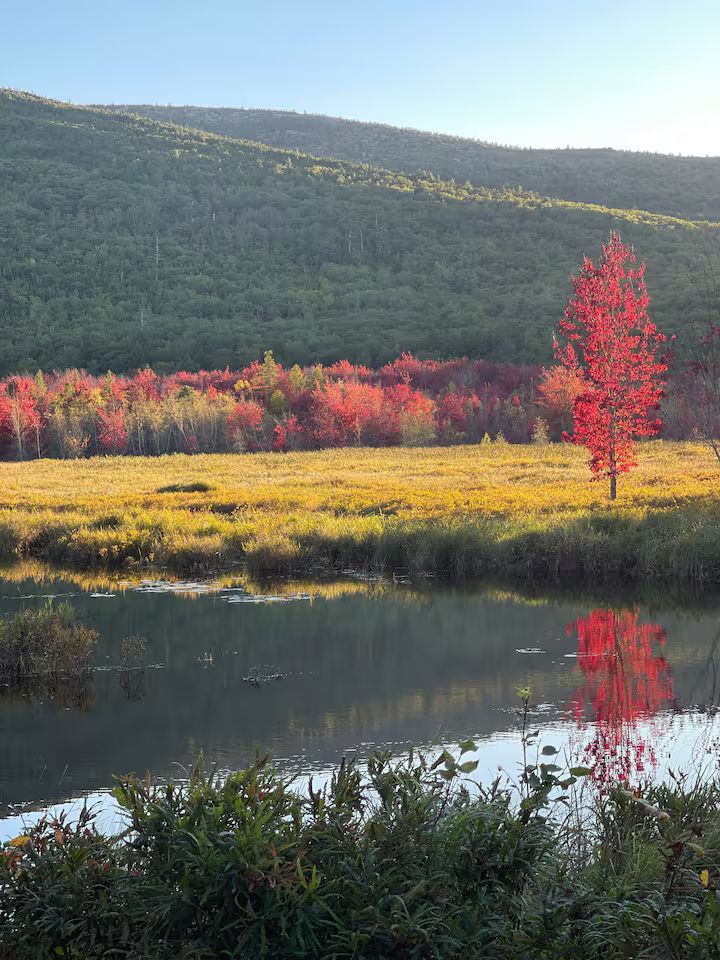 Autumn landscape with a bright red tree reflected in a calm lake, yellow meadow, and forested hills.