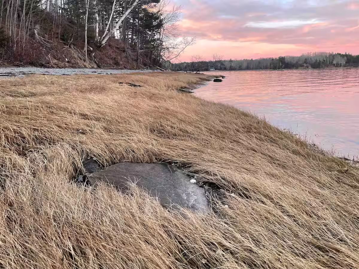 Grassy shoreline beside calm water at sunset, with trees and pink clouds in the background