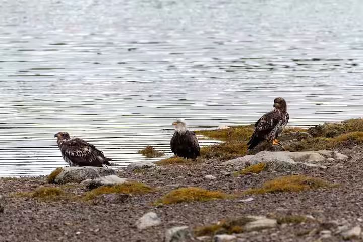 Three birds resting on a rocky shoreline beside calm water