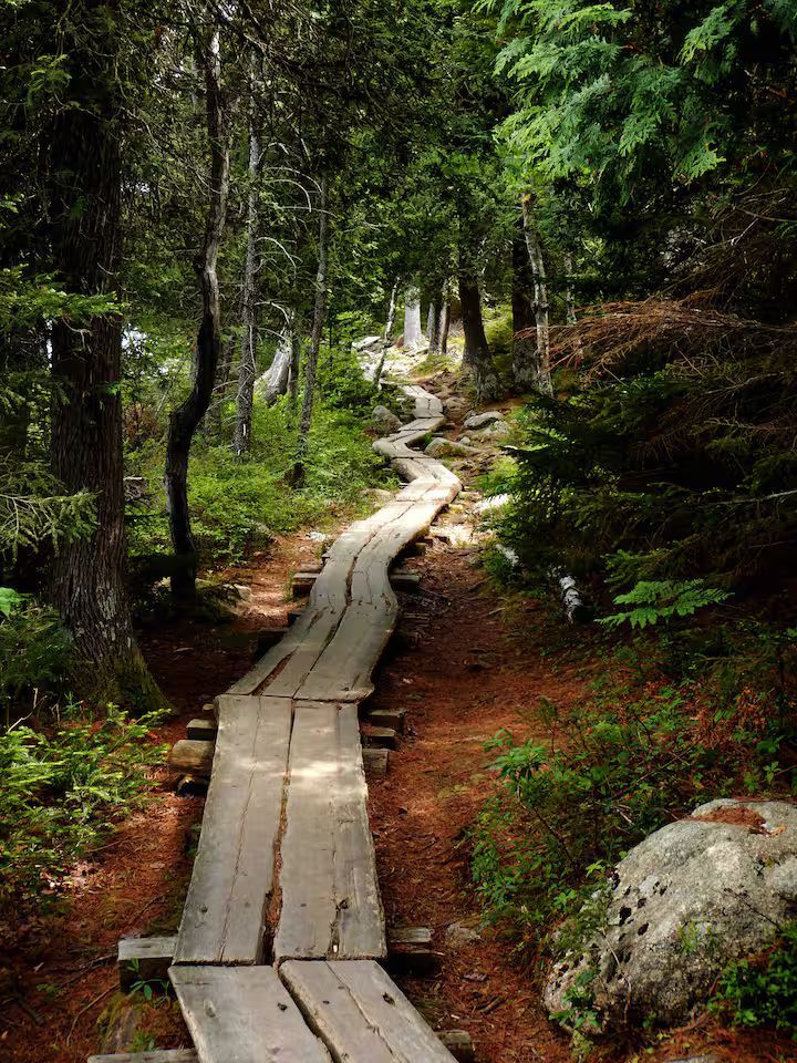 Wooden boardwalk winding through a lush green forest