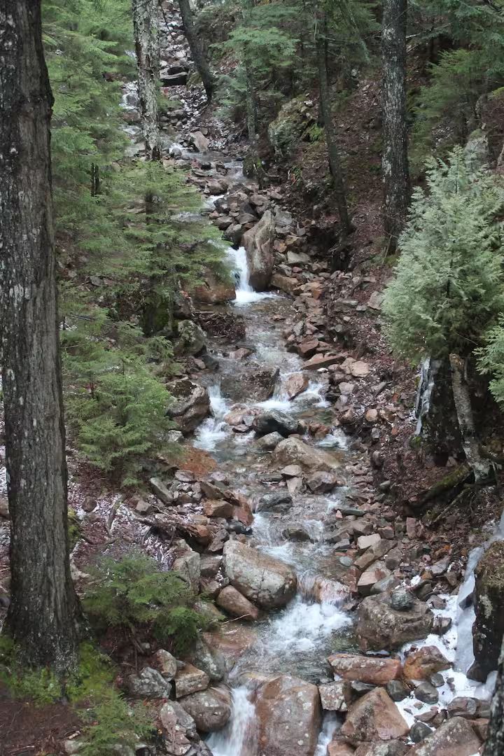 Rocky forest stream cascading down a narrow ravine with dense evergreen trees