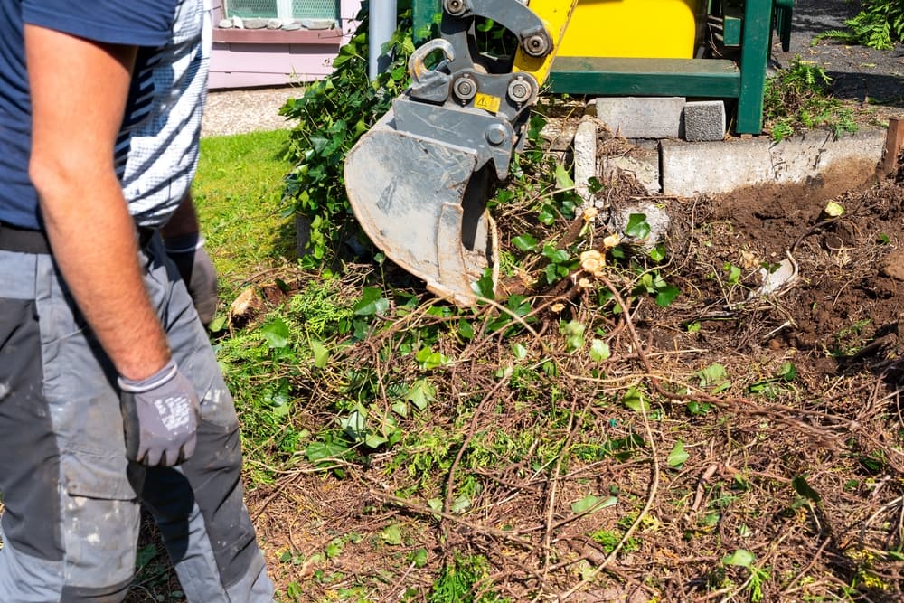 Tree Stump Removal - Tree Services In Maitland, NSW