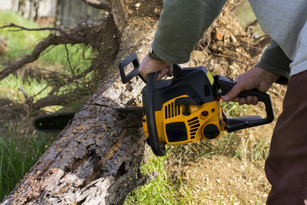 Man Cuts Fallen Tree In The Backyard - Tree Services In Newcastle, NSW
