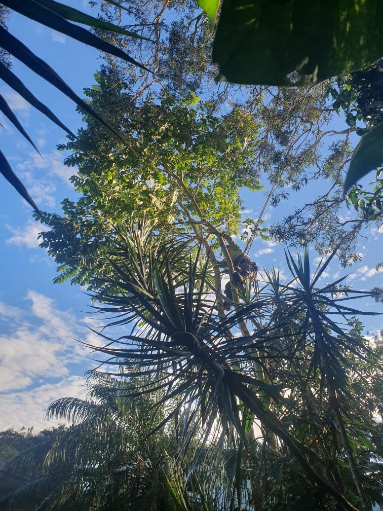 Sunlit treetops against a blue sky with wispy clouds, seen from below