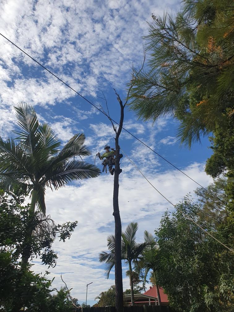 Tall palm trees under a bright blue sky with scattered clouds and power lines overhead