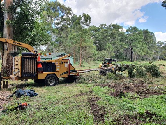 Yellow wood chipper clearing brush in a grassy forest area with trees and piles of cut branches