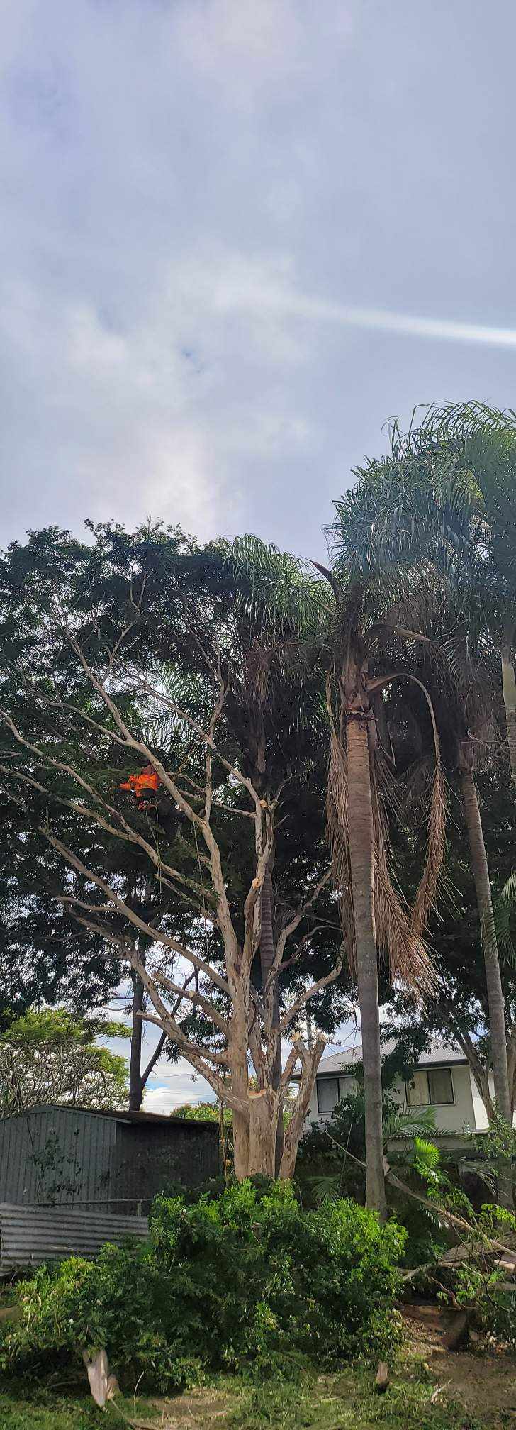 Tall trees and dense greenery beside a gray wall under a cloudy sky, with an orange flower visible