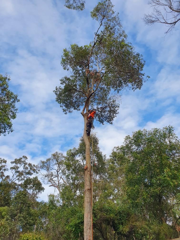 Worker climbing a tall tree in a forest, using a rope and safety gear against a blue sky.
