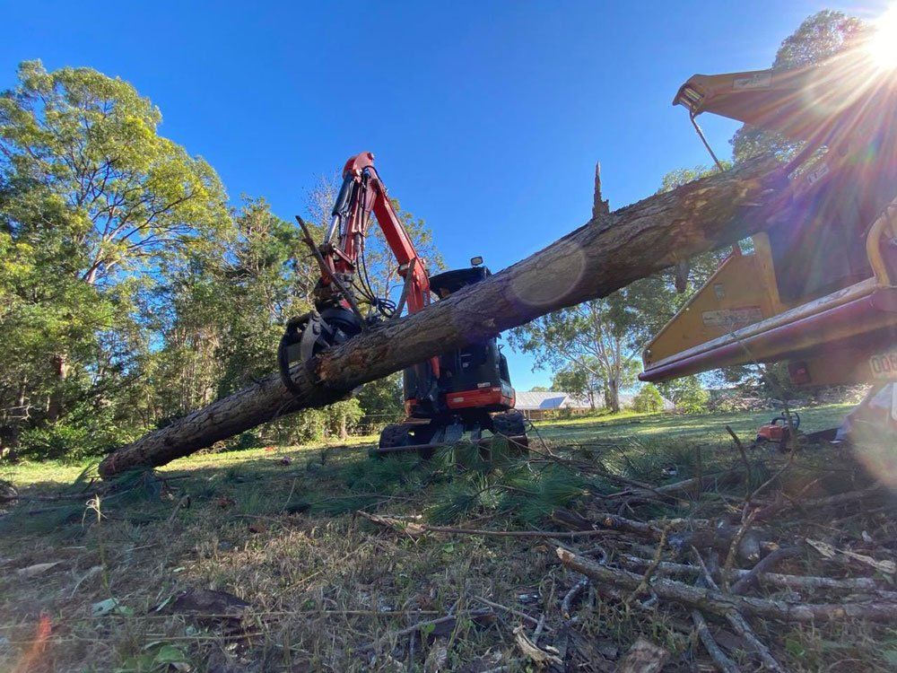 Red excavator lifting a large fallen tree trunk in a sunny wooded area