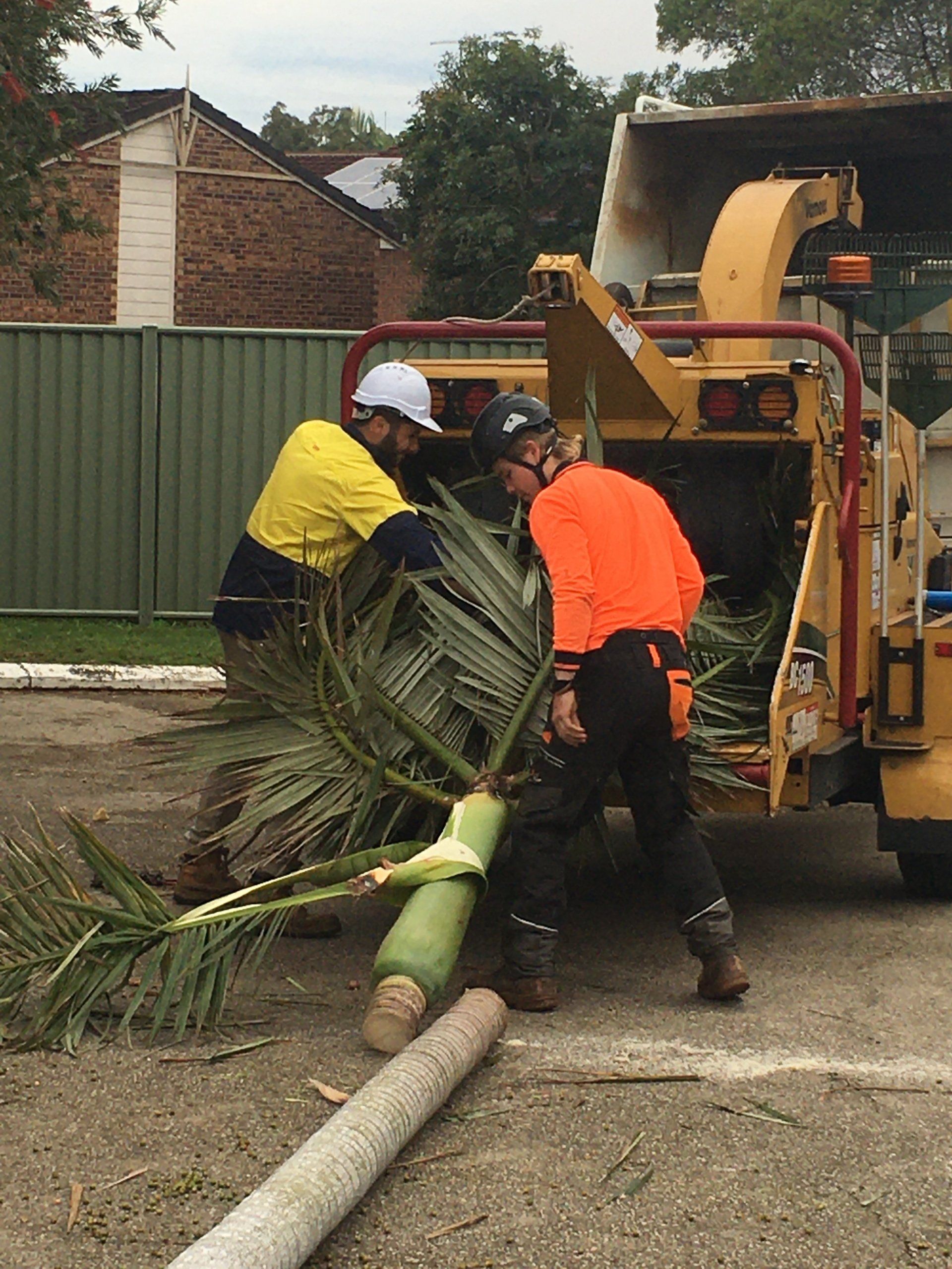 Workers in safety gear clear a fallen palm branch beside a wood chipper on a street.