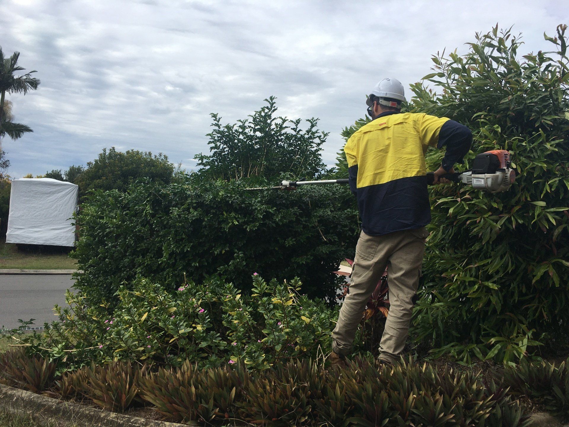 affordable hedge trimming south melbourne