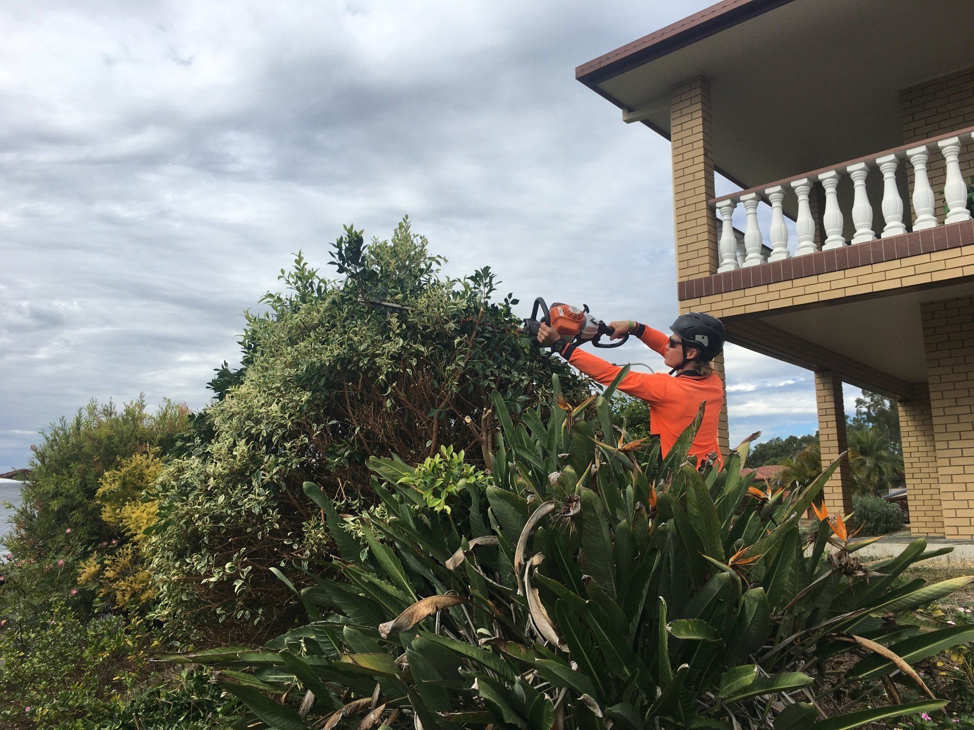 hedge trimming southeastern suburbs melbourne