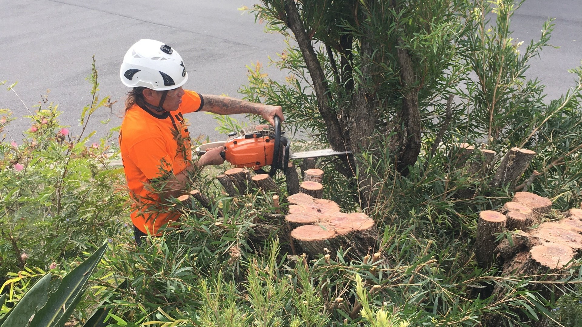 Worker in orange shirt using a chainsaw to cut brush beside a path.