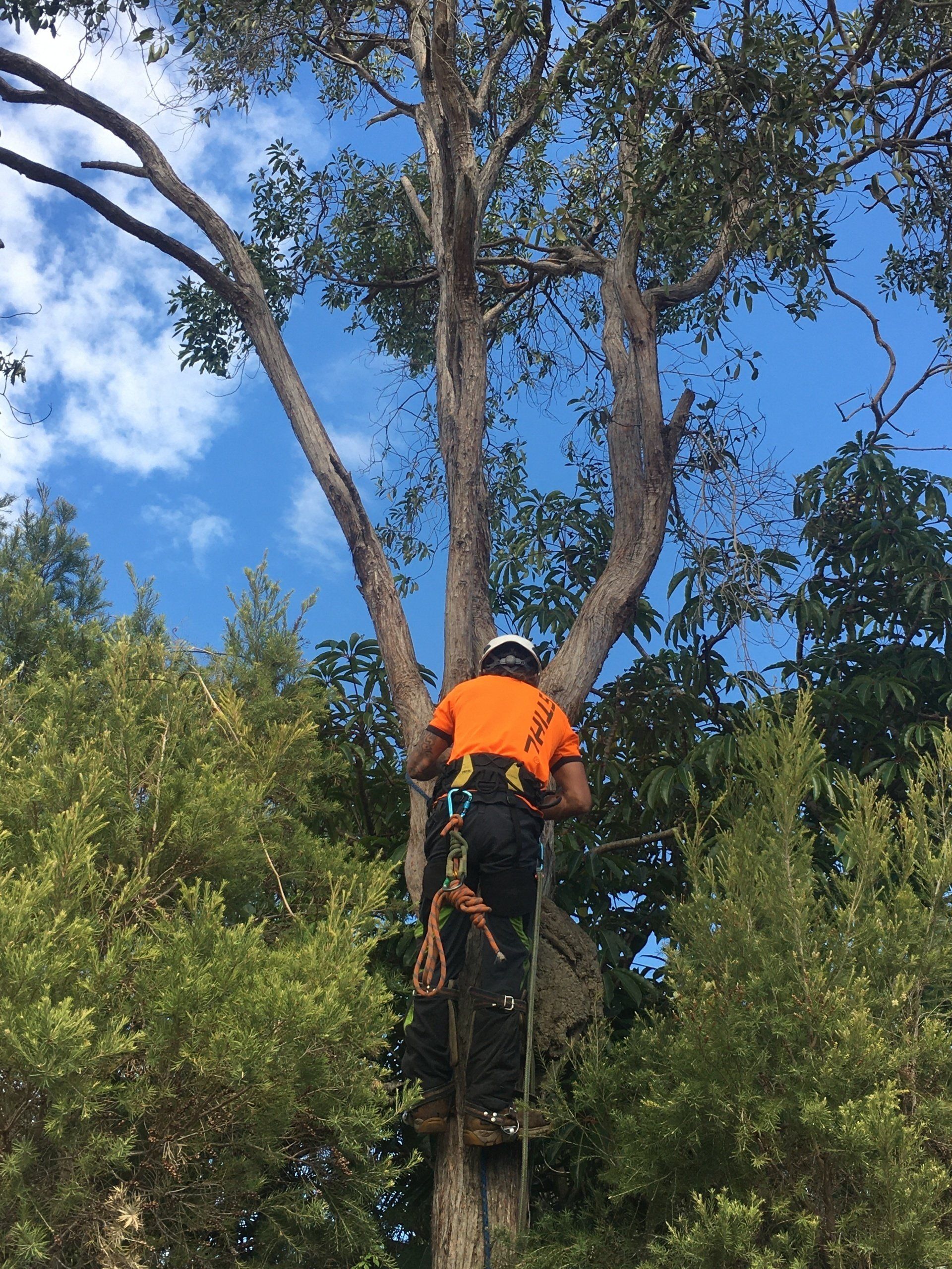 tree pruning and shaping South Eastern Melbourne