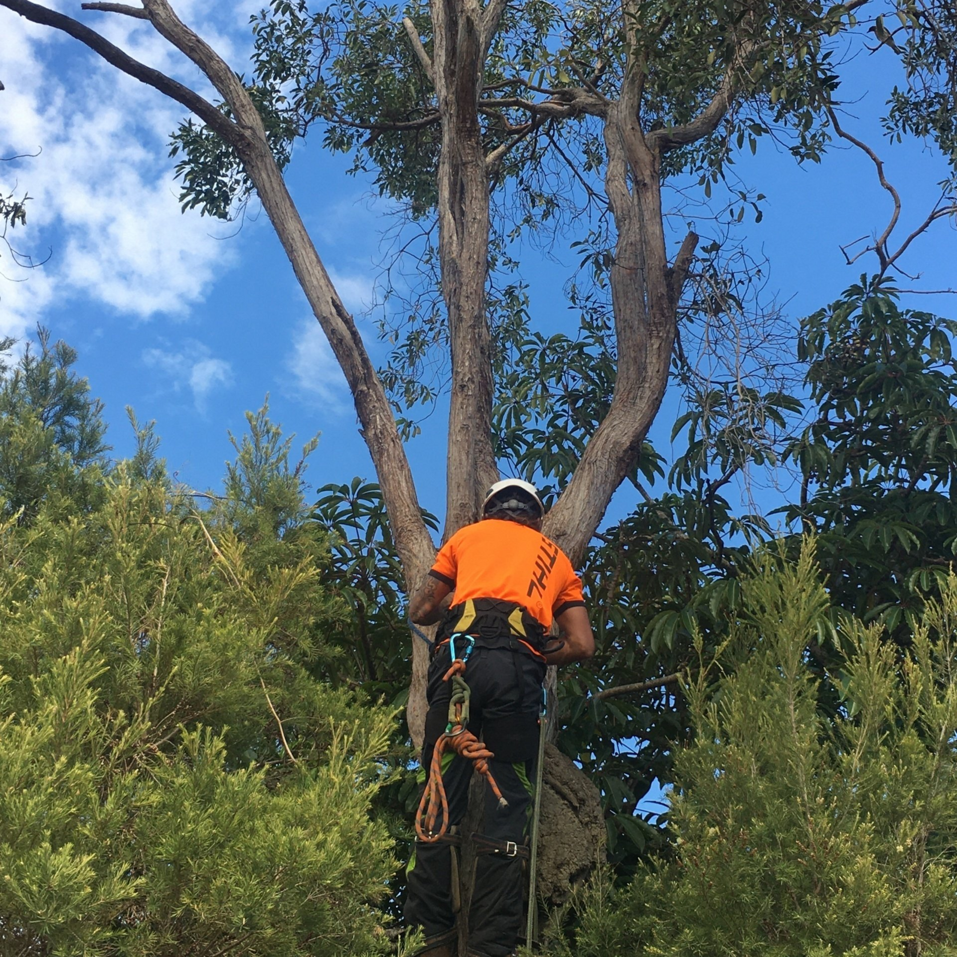 Tree Lopping and Pruning for Berwick Homes