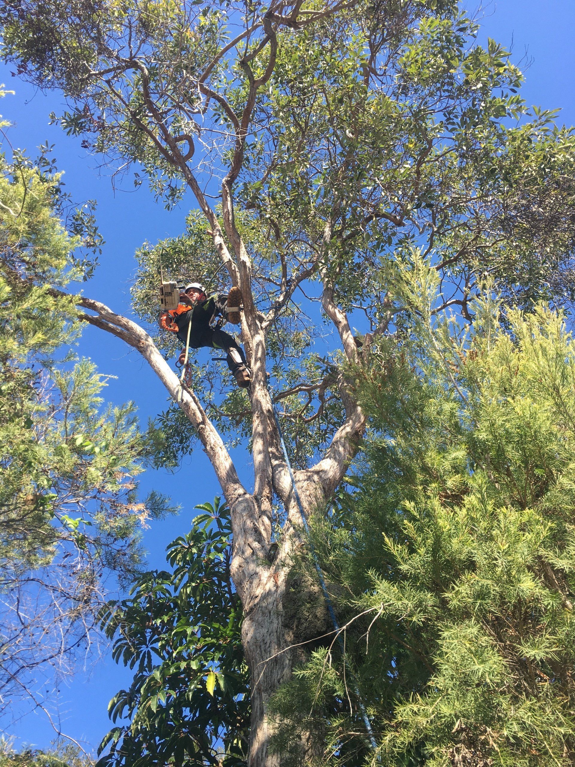 Arborist in a tree canopy using a safety harness and chainsaw against a blue sky