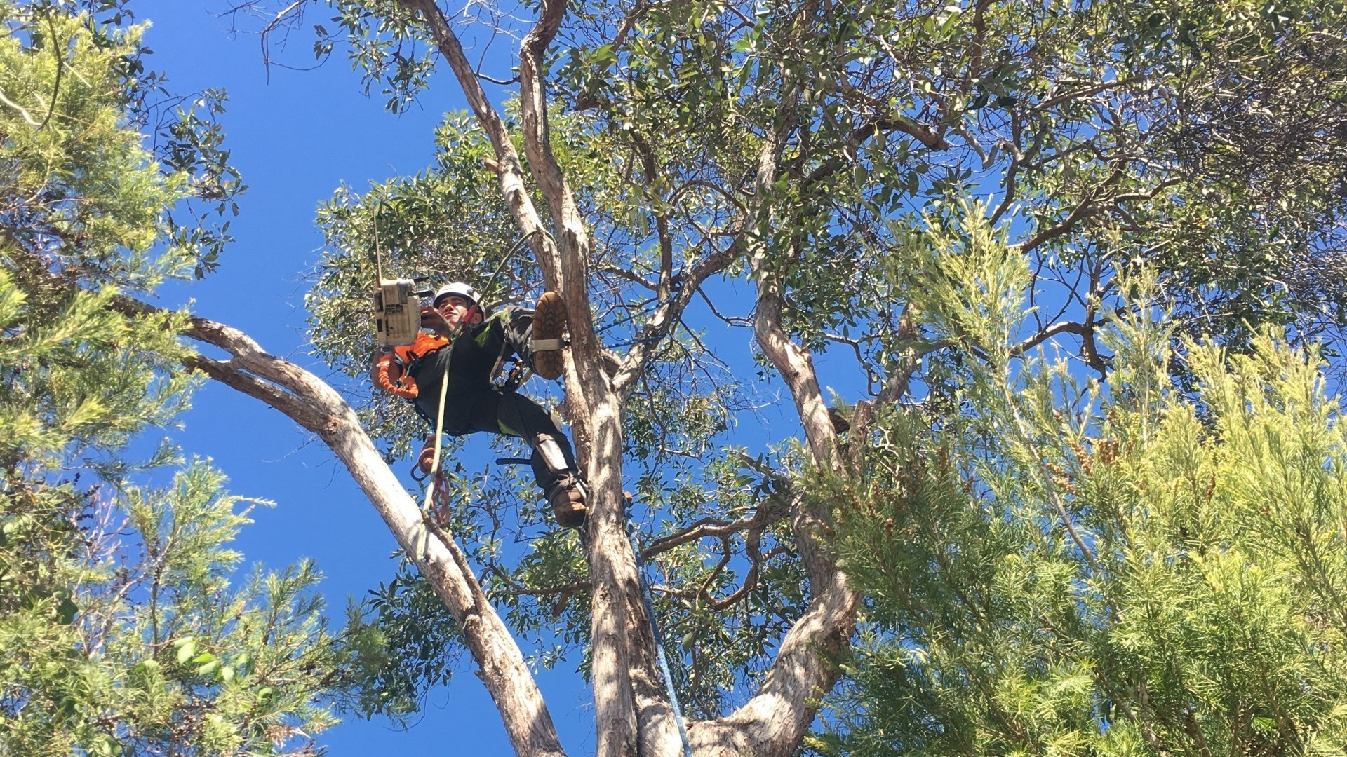 Person in a tree using climbing gear against a bright blue sky and green leaves