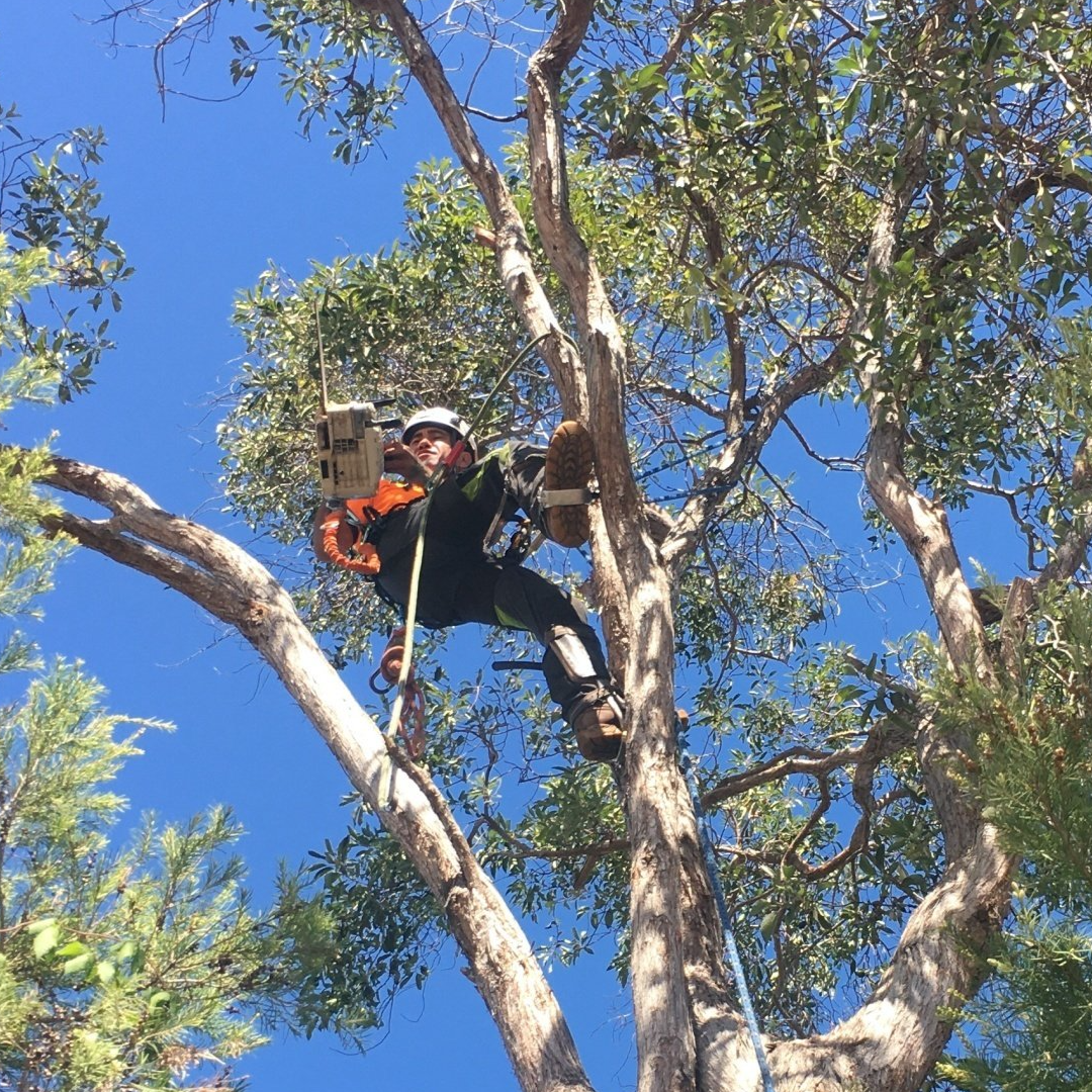 Arborist Berwick