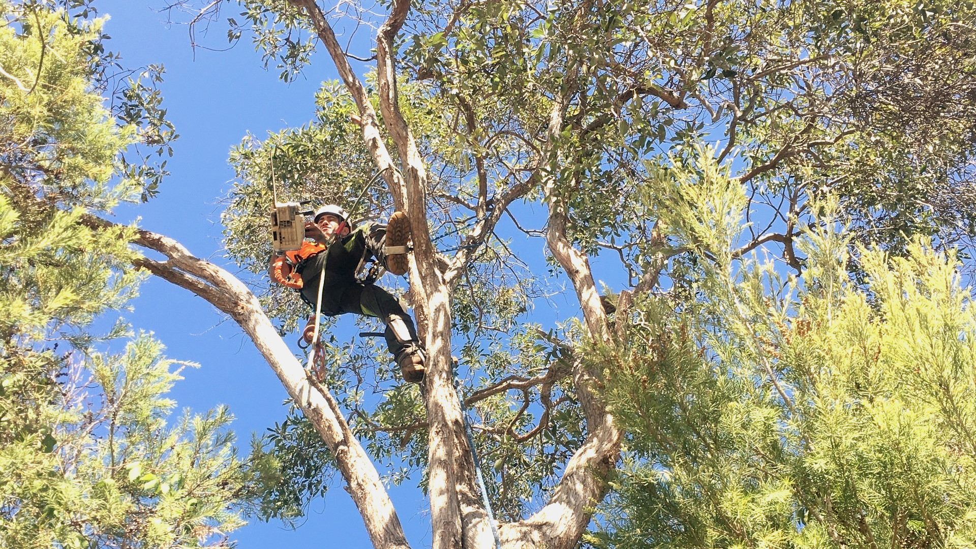 Person climbing a tall tree among green leaves under a bright blue sky