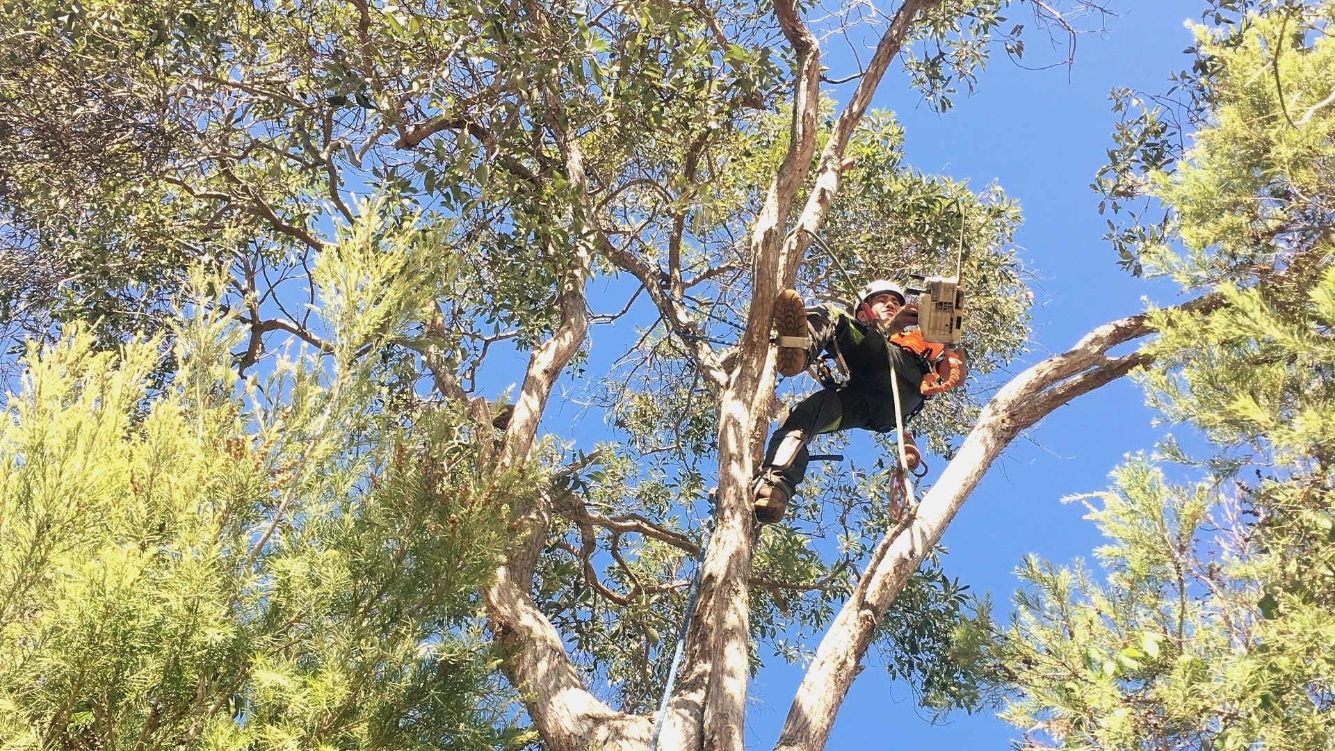 Person climbing a tall tree among green leaves under a bright blue sky