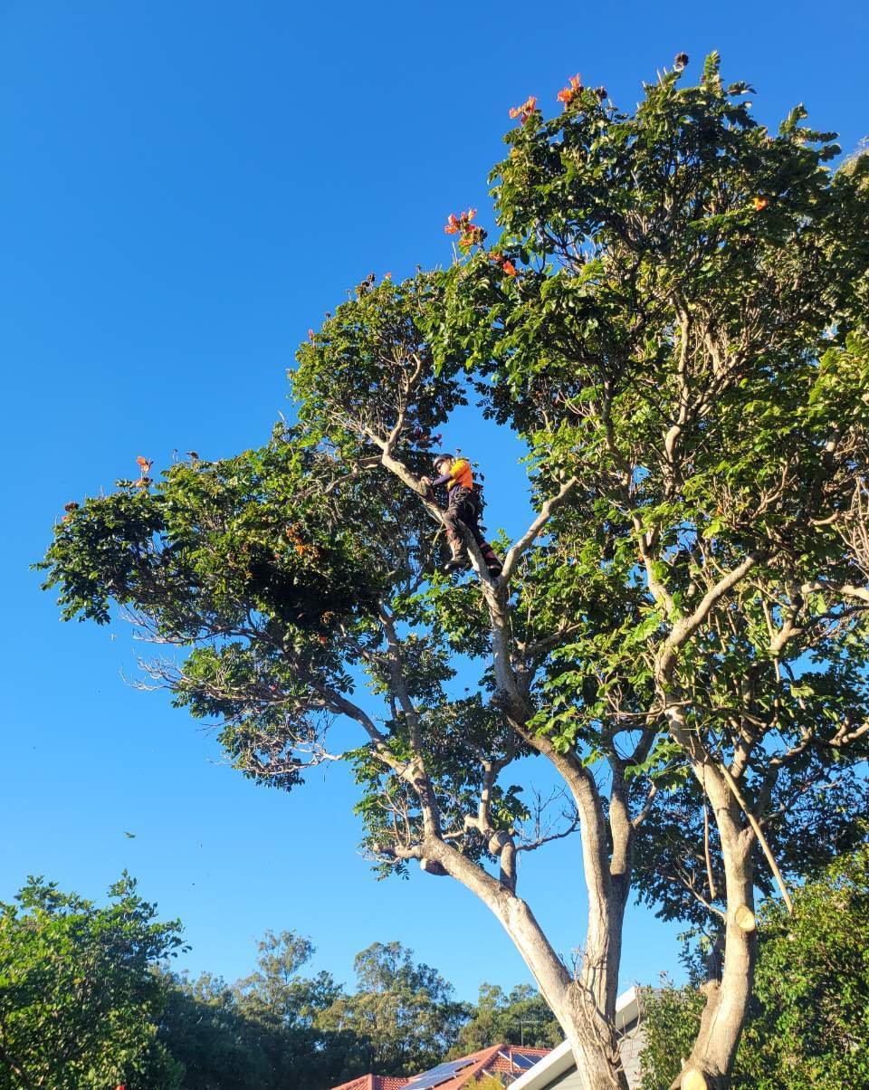 Tall green tree against a bright blue sky on a sunny day