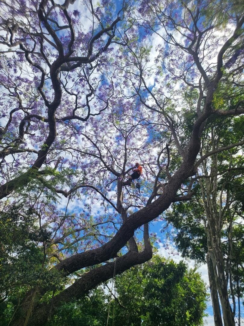 Person in an orange harness climbing a large tree with blue sky and green foliage behind.