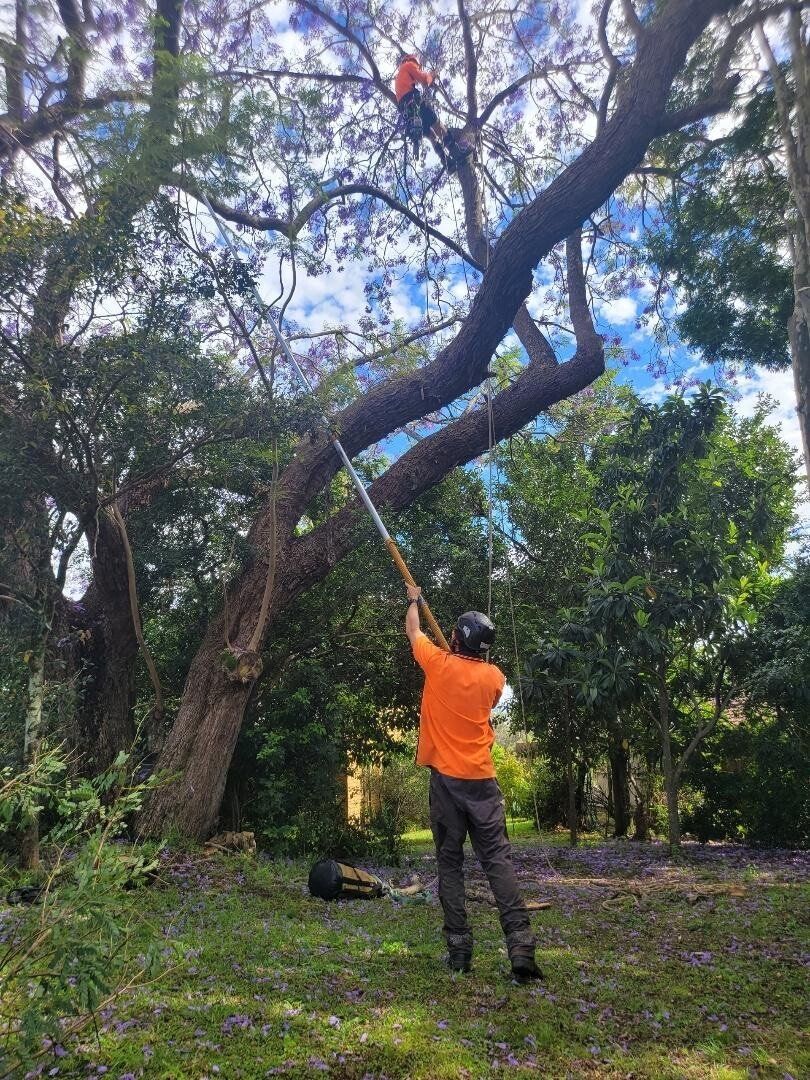 Person in an orange shirt reaching up to a low tree branch in a wooded area.