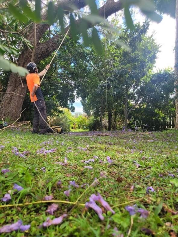 Person in an orange shirt standing in a grassy park under tall trees, with purple petals on the ground.