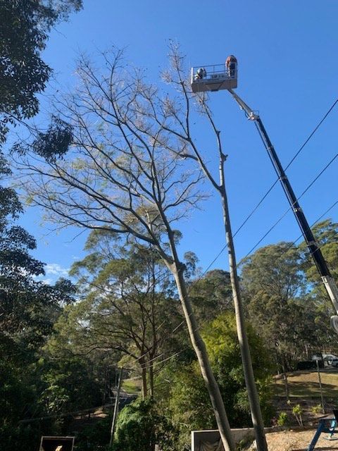 Worker in a lift trimming tall tree branches beside power lines under a blue sky.