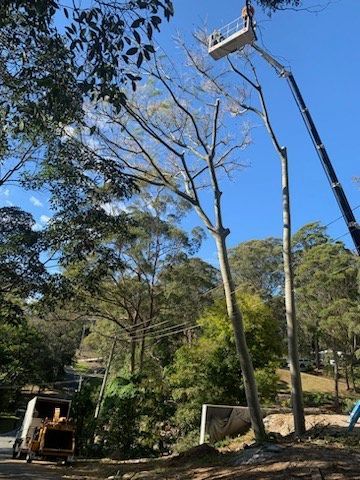 Bucket truck trimming tall trees under a blue sky in a wooded area