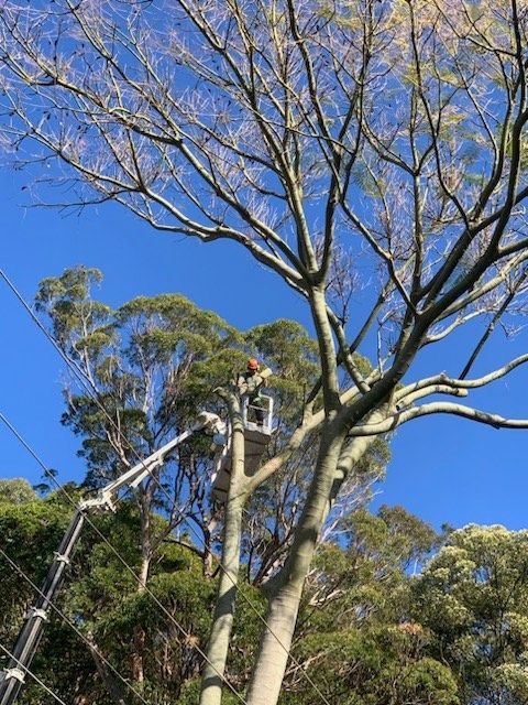 affordable tree lopping south melbourne