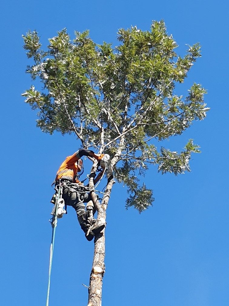 Arborist in safety gear trimming a tall tree against a blue sky