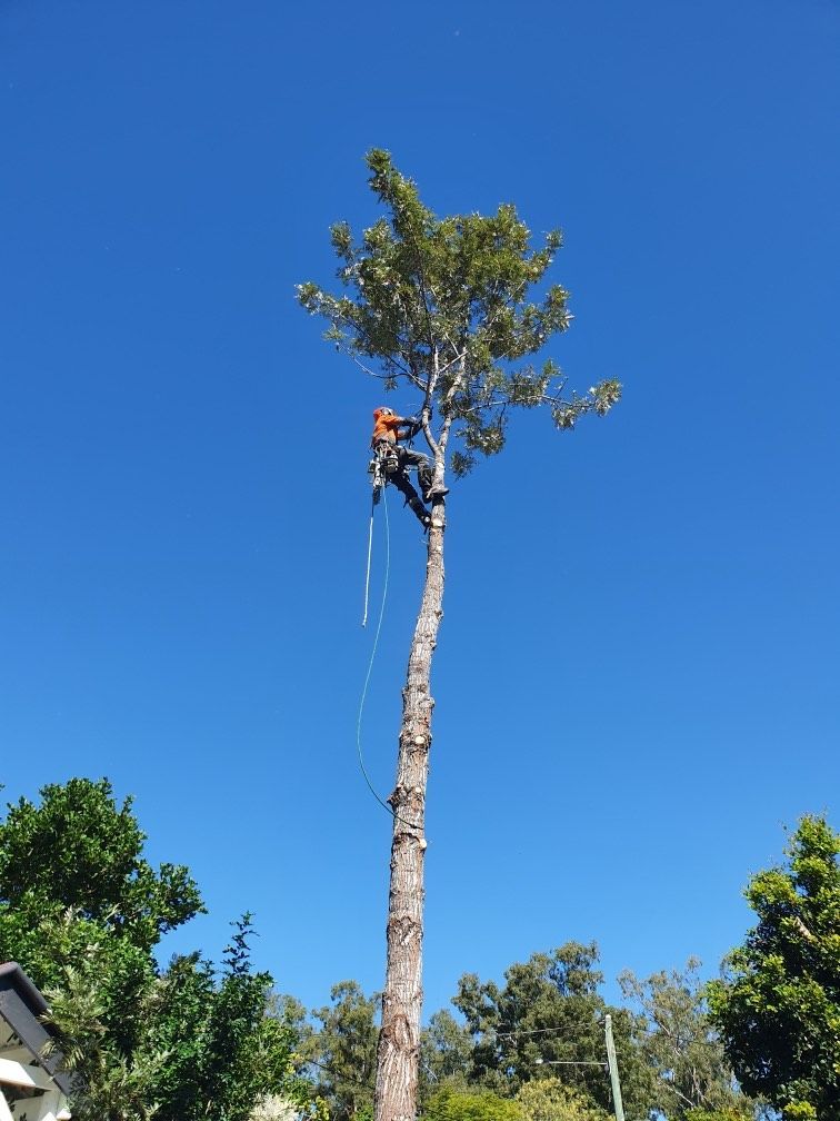 Worker trimming a tall tree against a clear blue sky