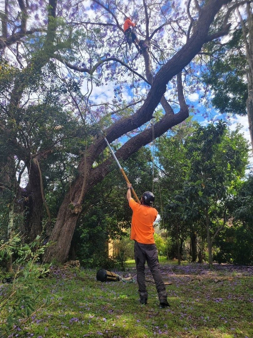Person in orange shirt reaching up to trim a tree branch in a wooded area.