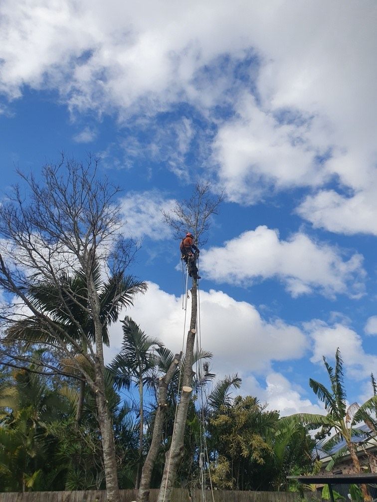 Worker trimming a tall tree under a blue sky with clouds in a tropical yard