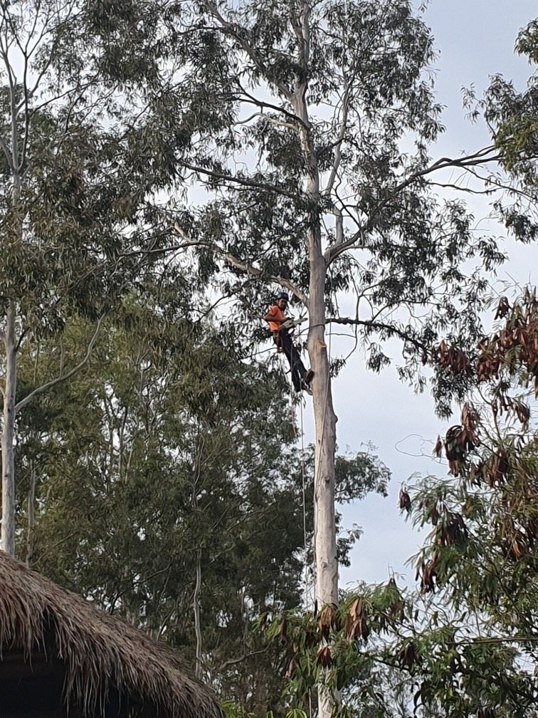 A person in an orange shirt climbs a tall tree in a wooded area near a thatched roof.