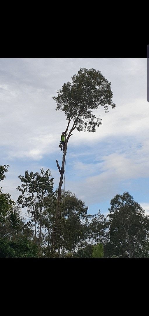 Tall tree against a cloudy sky, with smaller trees below.