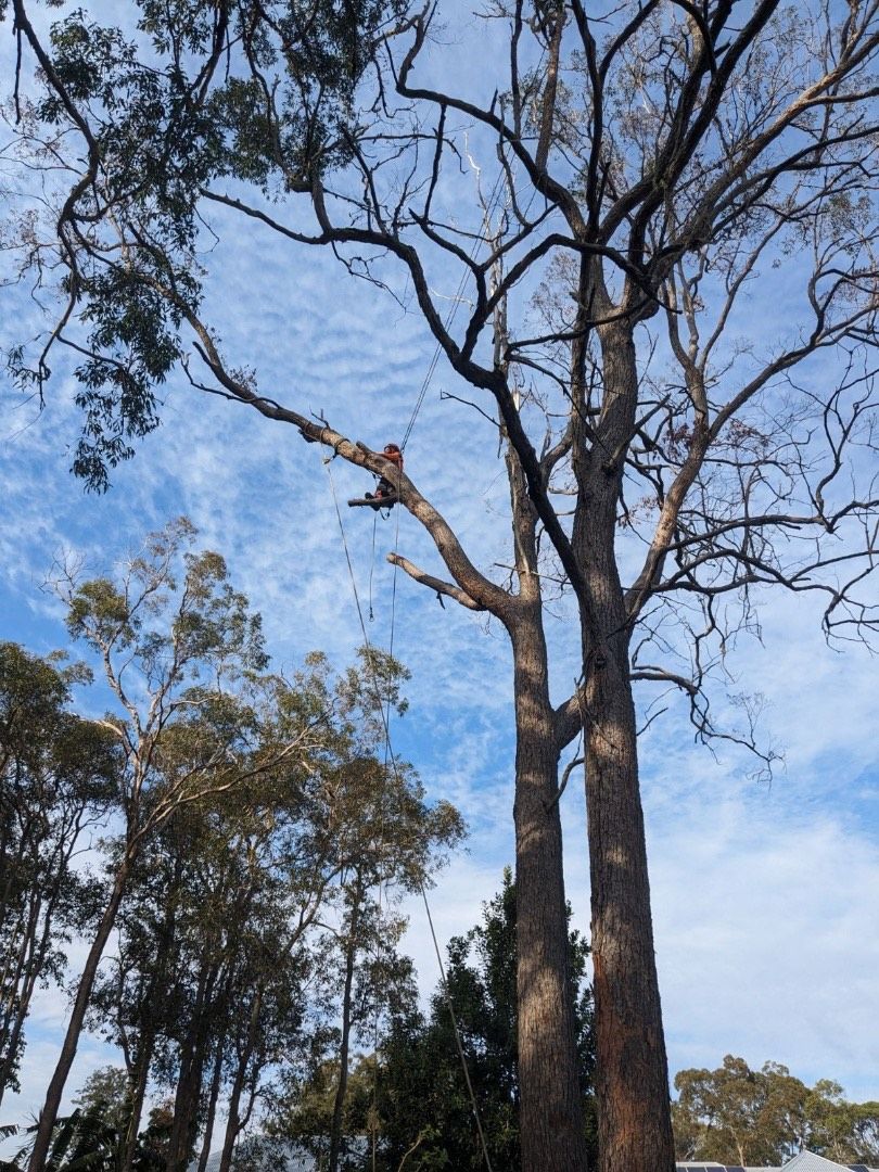 Tall eucalyptus trees against a blue sky, with a person perched on a high branch.