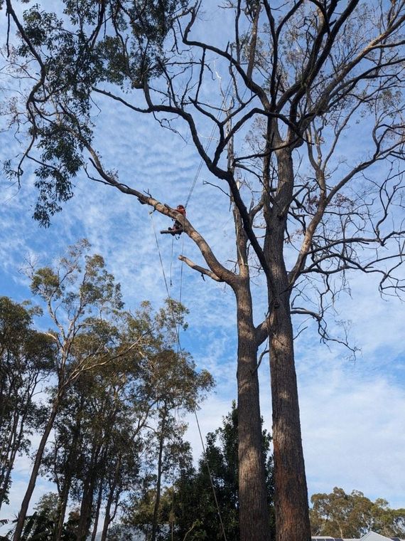 Person climbing a tall tree against a blue sky in a wooded area