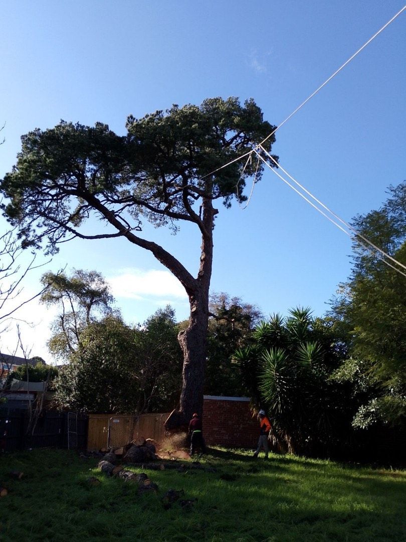 Tall tree in a grassy yard under a blue sky, with a fenced garden and houses in the background
