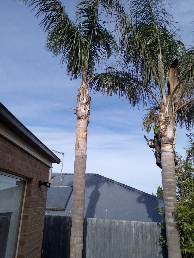 Two tall palm trees beside a house and fence under a clear blue sky.