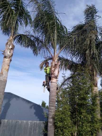 Worker in a safety harness pruning a tall palm tree beside a building under a blue sky