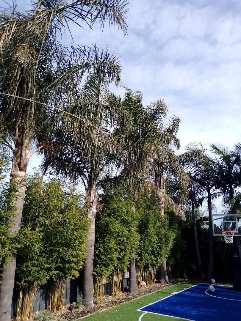 Palm-lined path beside a bright blue sports court under a clear sky
